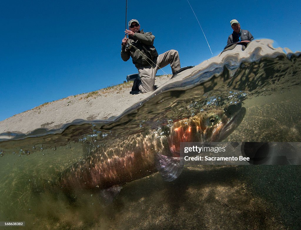 Big trout saved from close call with extinction
