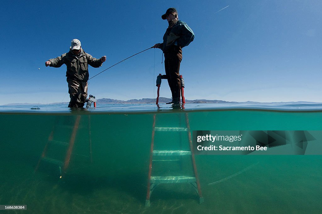 Big trout saved from close call with extinction
