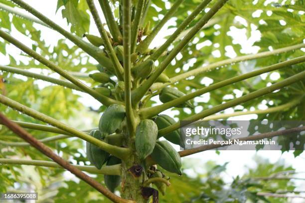 papaya tree - albero di papaya foto e immagini stock