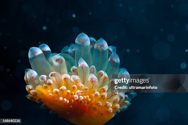 sea life - nudibranch stock pictures, royalty-free photos & images