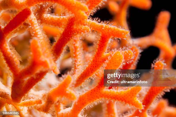 beautiful sea life - hoornkoraal stockfoto's en -beelden