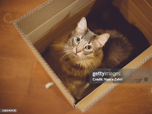 cat in a box - katze karton stock-fotos und bilder