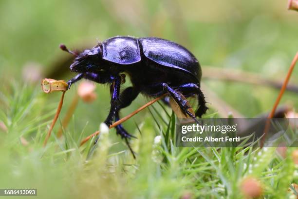 geotrupidae - scarab beetle stock pictures, royalty-free photos & images