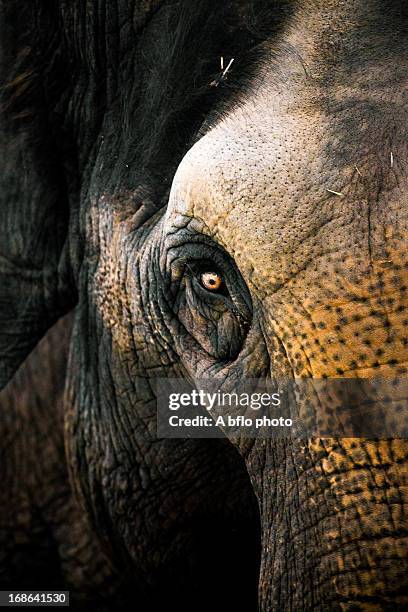 eye of an elephant - elephant eyes stock pictures, royalty-free photos & images