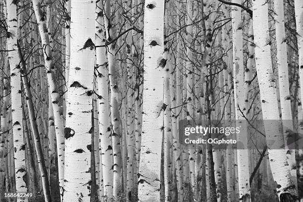 imagen monocroma de bosque de abedul blanco - betula pendula fotografías e imágenes de stock