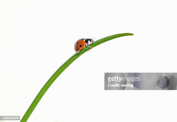 ladybug on grass - coccinella stock pictures, royalty-free photos & images