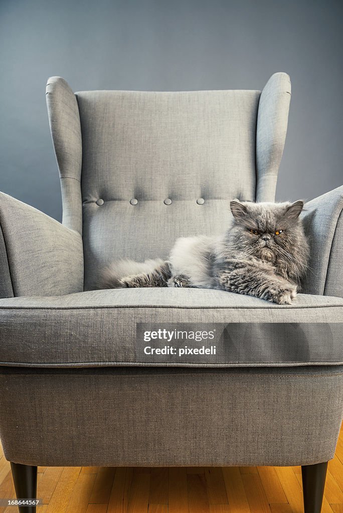 Gray persian cat on armchair