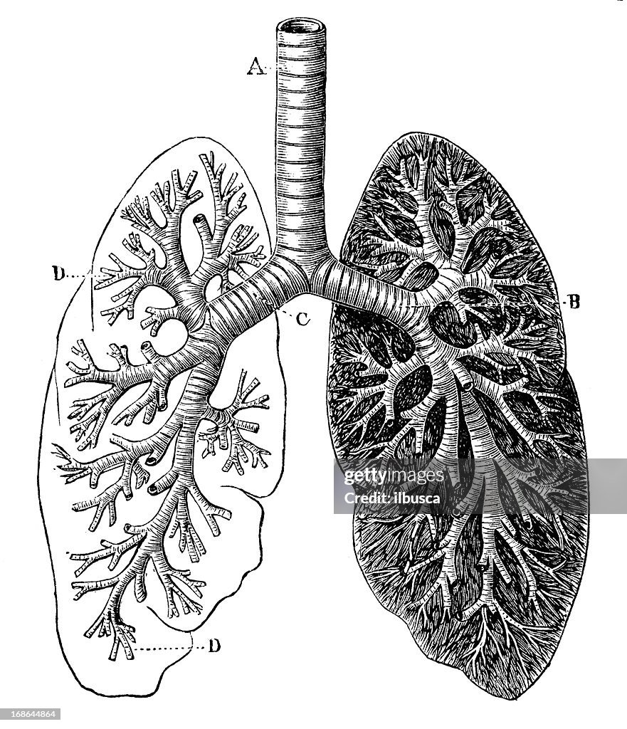 Antico Illustrazione medica e scientifica ad alta risoluzione: Albero bronchiale