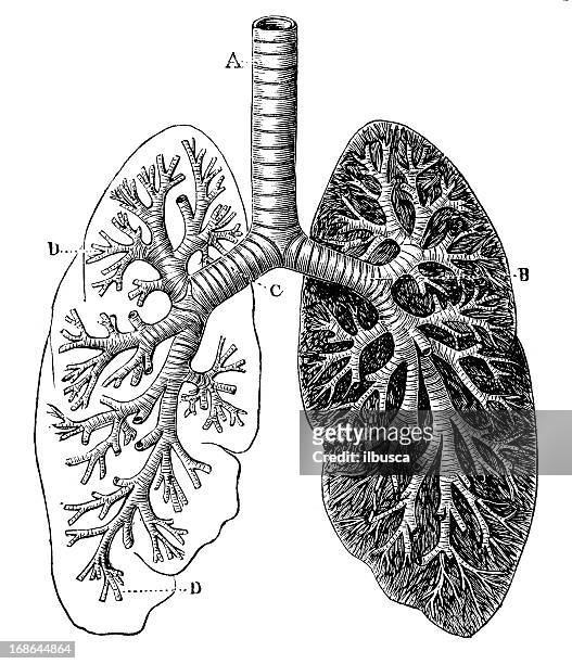 antique medical scientific illustration high-resolution: bronchial tree - human lung stock illustrations