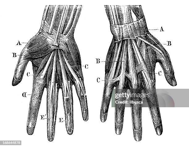 antique medical scientific illustration high-resolution: hands muscles - anatomy stock illustrations