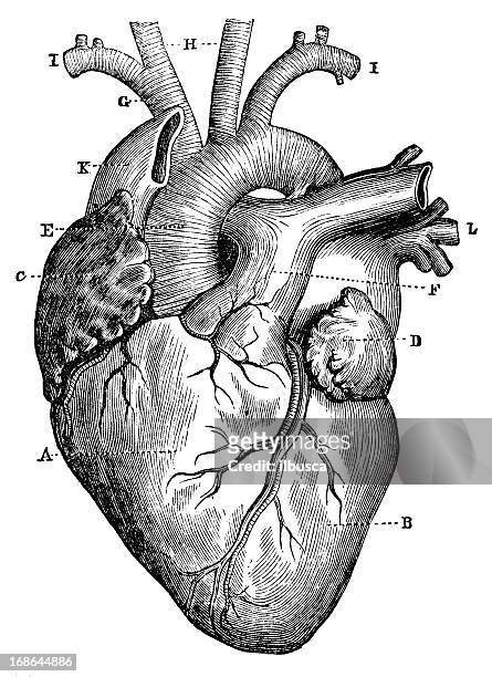 antique medical scientific illustration high-resolution: heart - human heart illustration stock illustrations