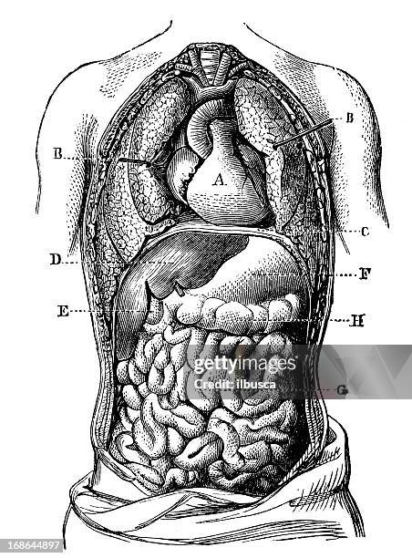 antique medical scientific illustration high-resolution: chest section front - torso stock illustrations