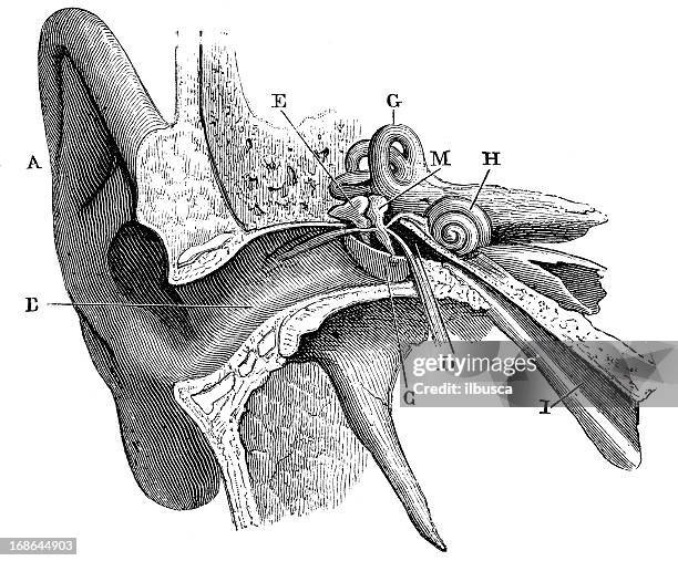 stockillustraties, clipart, cartoons en iconen met antique medical scientific illustration high-resolution: ear - pediment