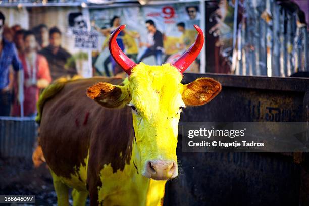 a painted cow during the harvest festival in india - pongal festival stock-fotos und bilder