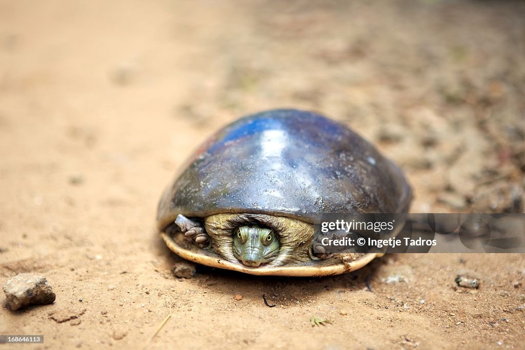 A small turtle in the sand