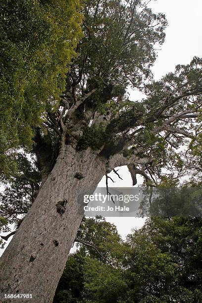 Kauri Tree Background 285 Kauri Tree Stock Photos, High-Res Pictures, and Images - Getty Images