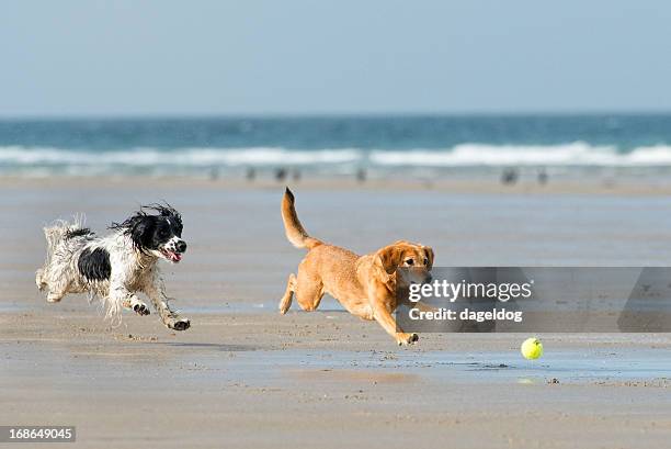 spaß in der sonne - hund strand stock-fotos und bilder