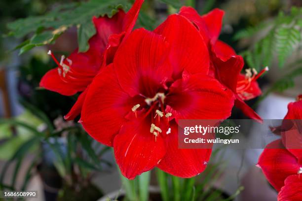 flower head of amaryllis - belladonna stock pictures, royalty-free photos & images