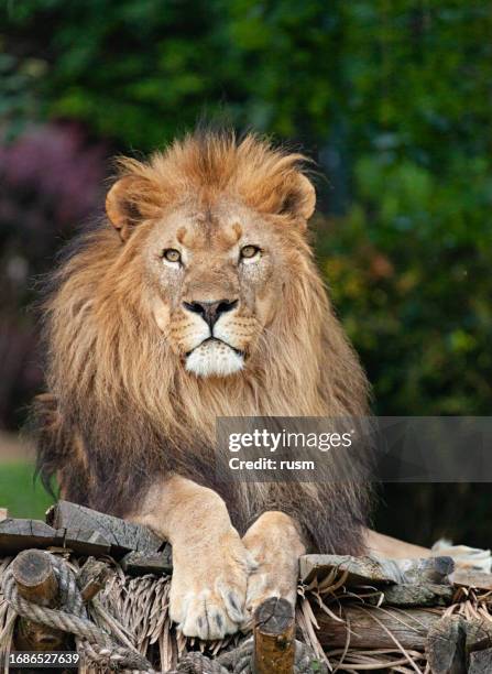 lion close-up - asiatiskt lejon bildbanksfoton och bilder