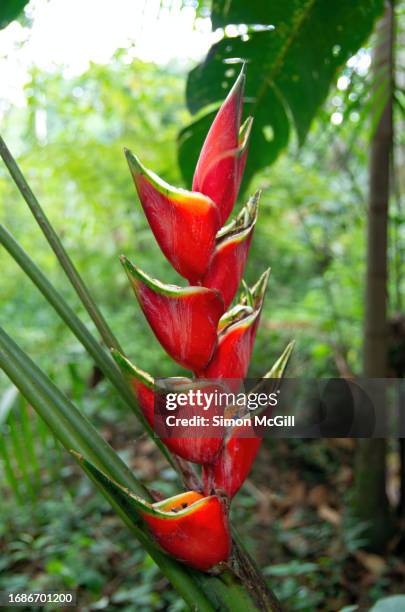 heliconia bihai (commonly known as lobster claw heliconia, red palulu, balisier and macawflower) in bloom - heliconia bihai stock pictures, royalty-free photos & images