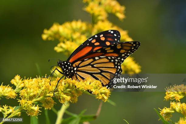 monarch butterfly in september sunlight - orange butterfly stock pictures, royalty-free photos & images