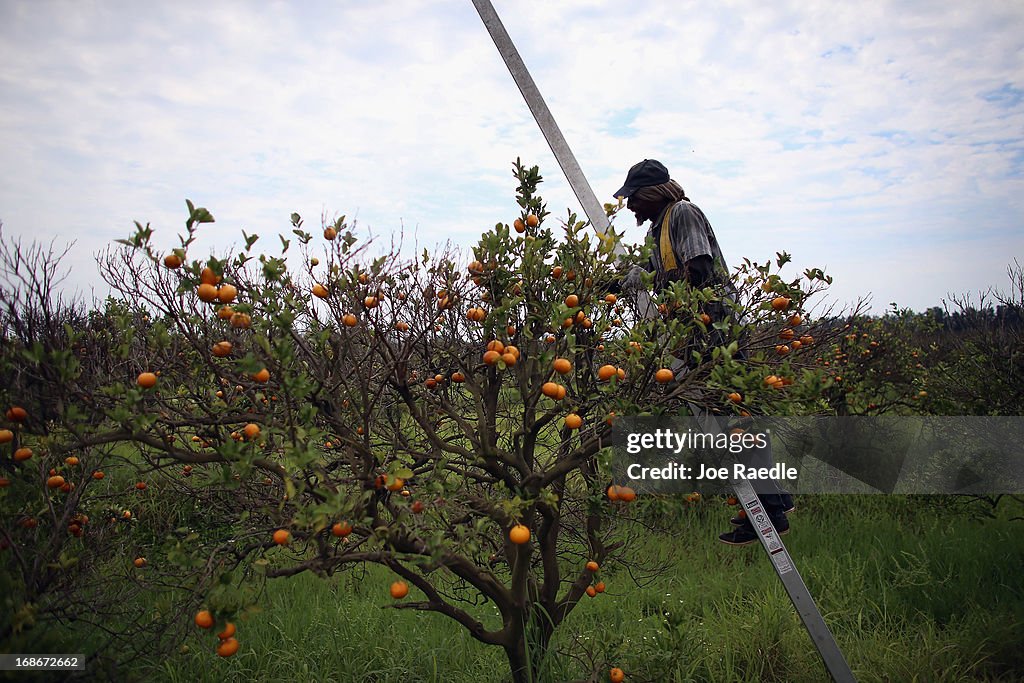 Citrus Greening Diseases Threatens Florida's Orange Industry