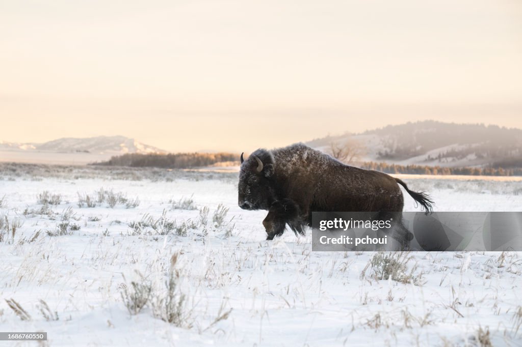 Amerikanischer Bison, Büffel, mit Schnee an einem kalten Morgen