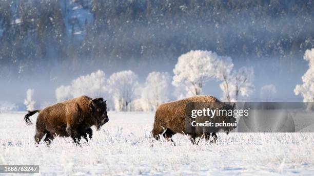 american bison, buffalo, with snow on a cold morning - grand teton imagens e fotografias de stock