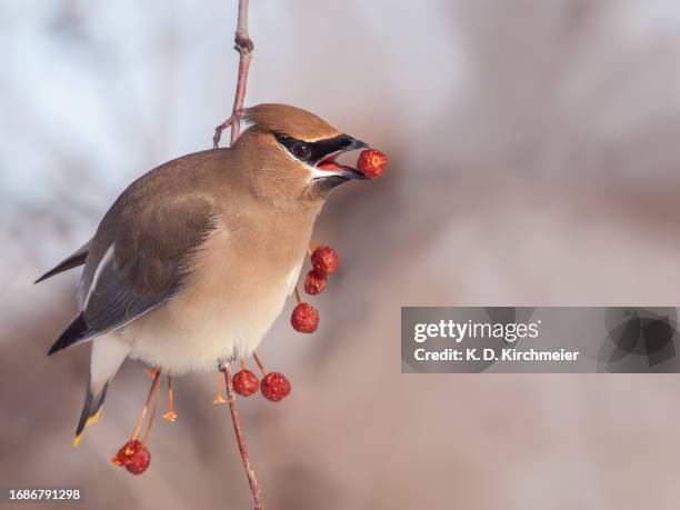 hungry cedar waxwing with a berry in its bill - swallow bird - fotografias e filmes do acervo