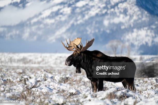 bull moose, alces alces, buck, majestic male animal - bull moose stock pictures, royalty-free photos & images