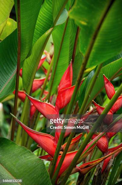 heliconia bihai (commonly known as lobster claw heliconia, red palulu, balisier and macawflower) in bloom - heliconia bihai stock pictures, royalty-free photos & images