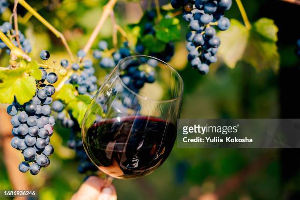 grapes and glasses of wine on table outdoors - bordeauxrood stockfoto's en -beelden