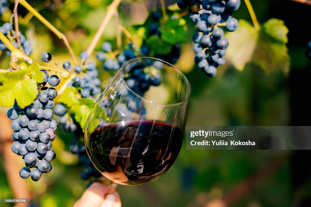 Grapes and glasses of wine on table outdoors