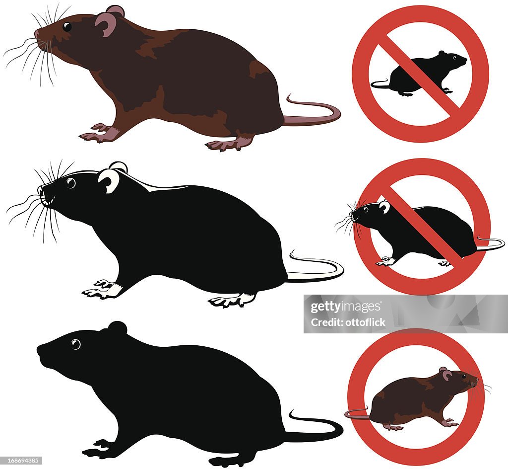 Rat Sign Rat Rodent Warning Signs High-Res Vector Graphic - Getty Images