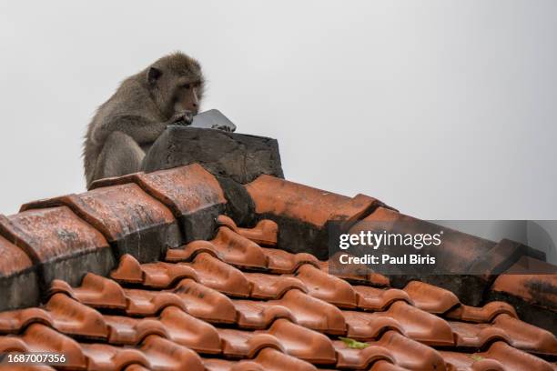 monkey with mobile phone . uluwatu temple, bali, indonesia - monkey stealing phone stock pictures, royalty-free photos & images