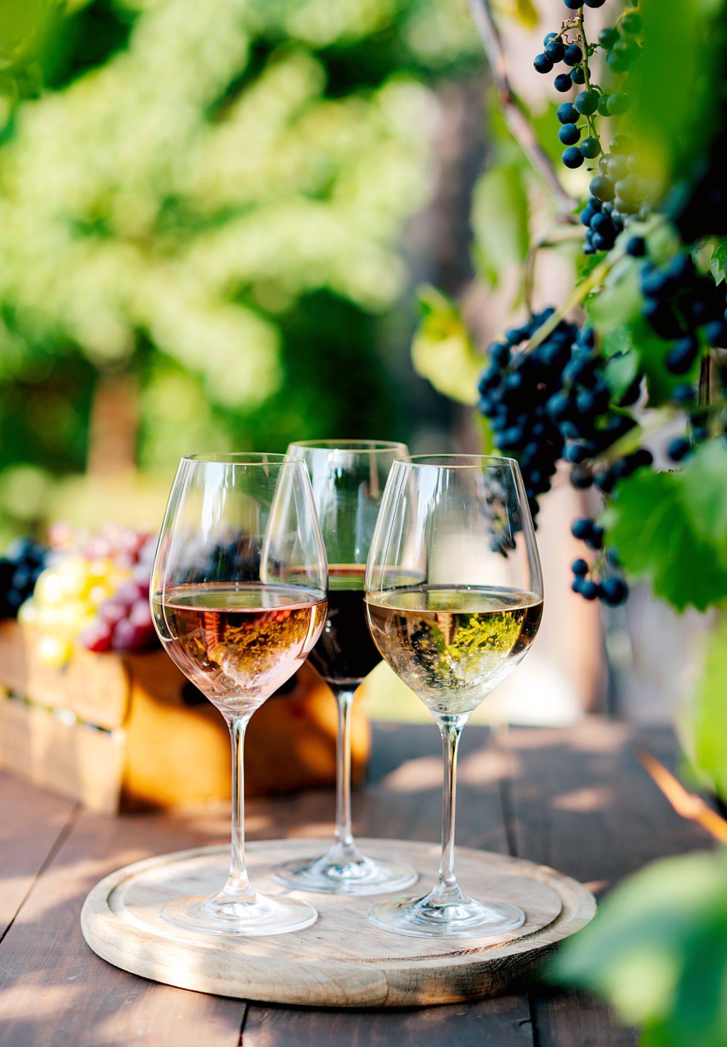 wine tasting
