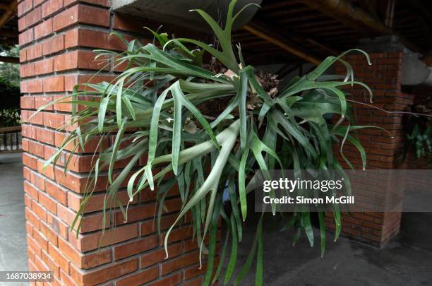platycerium bifurcatum (staghorn/elkhorn fern) hanging on a building exterior - elkhorn fern stock pictures, royalty-free photos & images