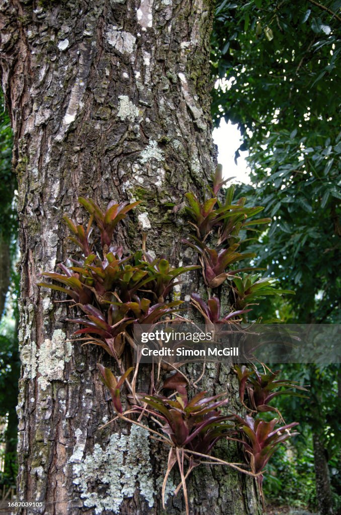 Cluster of small bromeliads (possibly Aechmea caudata Lindm) on the trunk of a mahogany tree (Swietenia macrophylla)