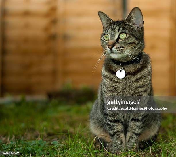 marble watching the birds - collar stock pictures, royalty-free photos & images