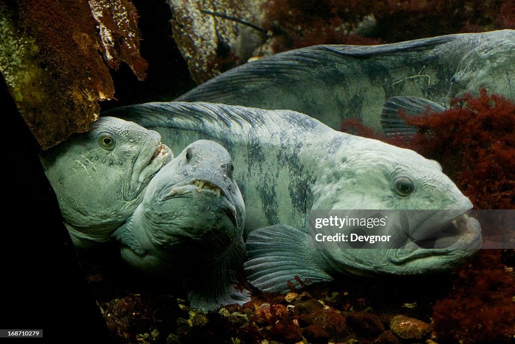 Atlantic wolffish