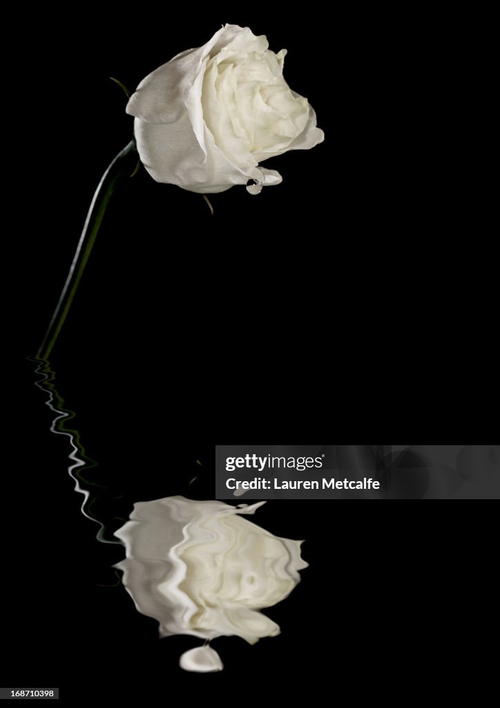 Rose Reflection High-Res Stock Photo - Getty Images