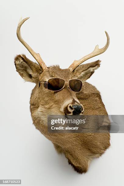 deer head with sunglasses - dead deer stock pictures, royalty-free photos & images