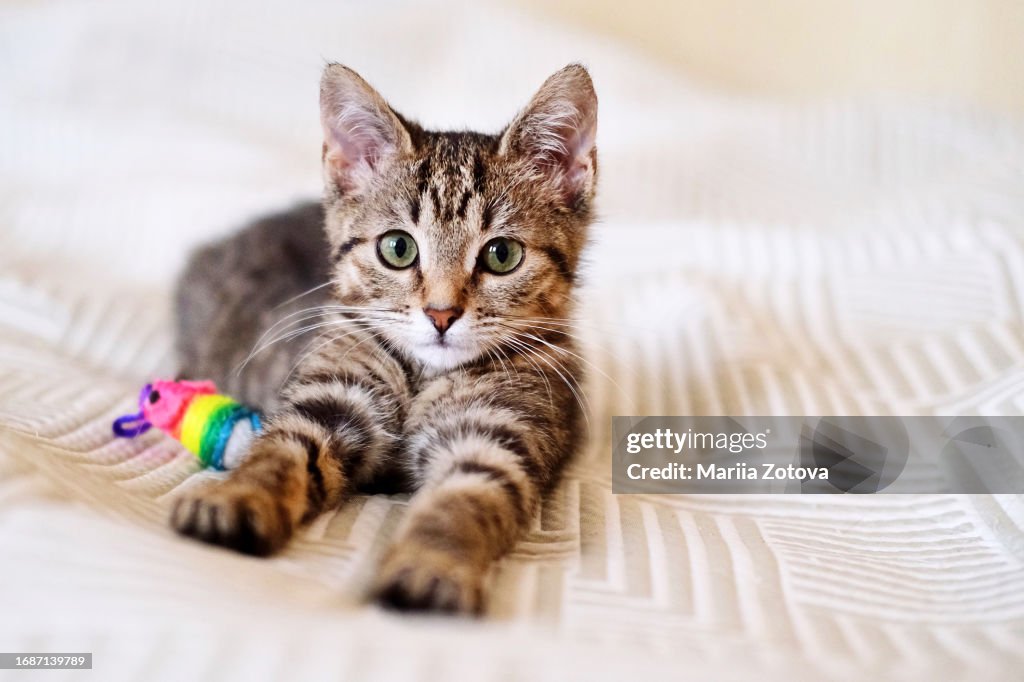A beautiful smooth-haired tabby kitten lies on the sofa with a toy close-up and looks into the camera