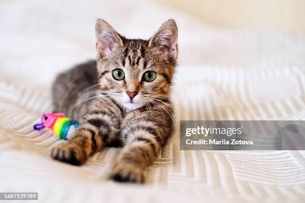 a beautiful smooth-haired tabby kitten lies on the sofa with a toy close-up and looks into the camera - vet with kitten stock pictures, royalty-free photos & images