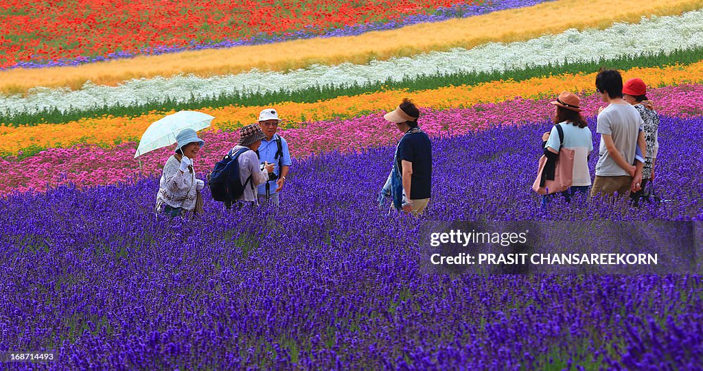 Colourful flower field in Hokkaido, Japan