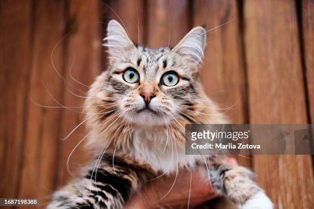 beautiful fluffy tabby cat with big mustache and eyes close-up - siberian cat stock pictures, royalty-free photos & images