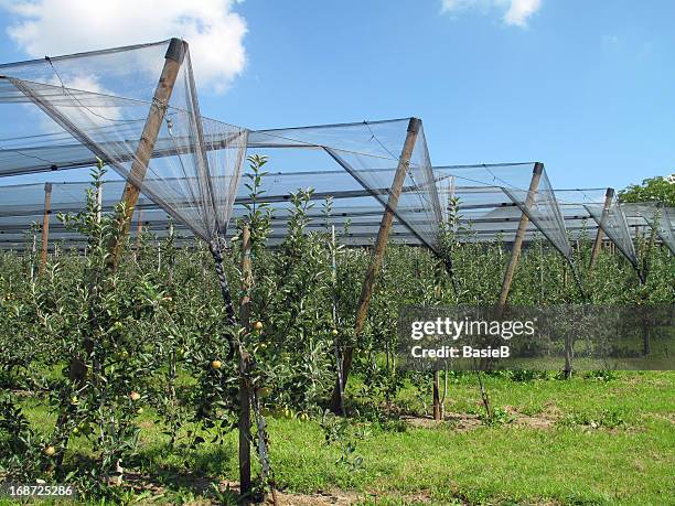 apple orchard with hail protection nets - apfelplantage stock pictures, royalty-free photos & images