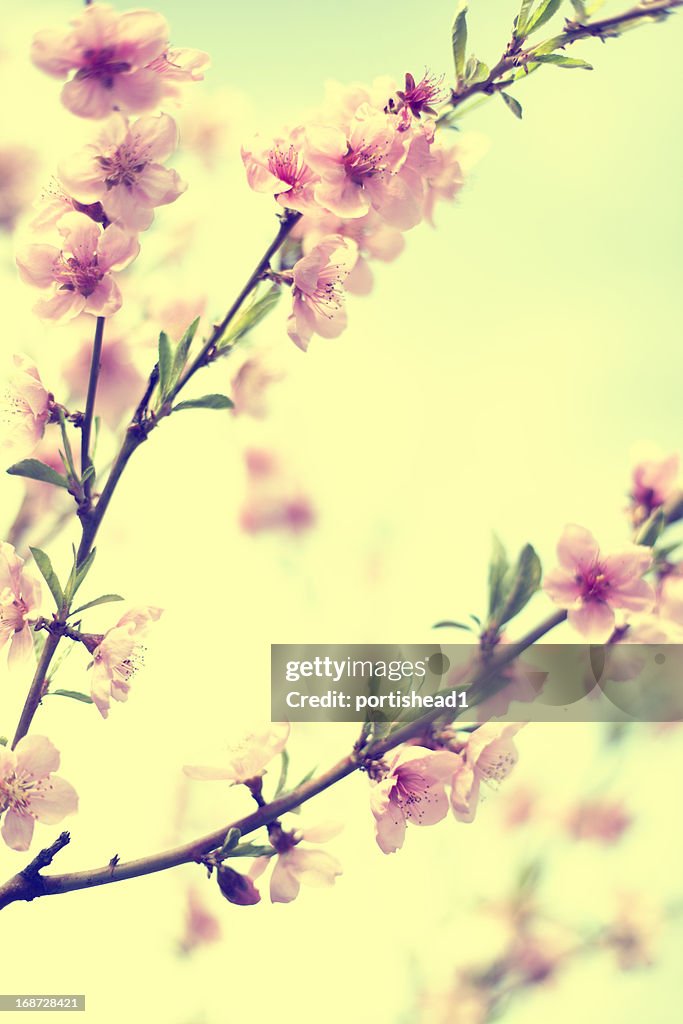 Spring blossom