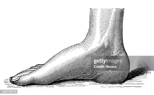 antique medical scientific illustration high-resolution: foot - human foot anatomy stock illustrations