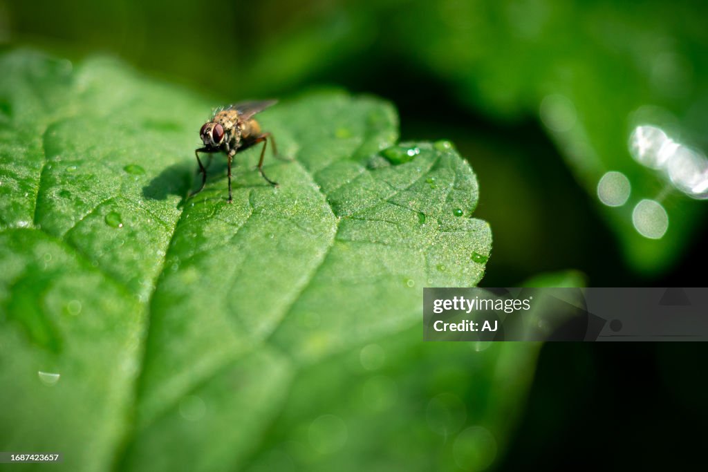 FLY on a Leaf